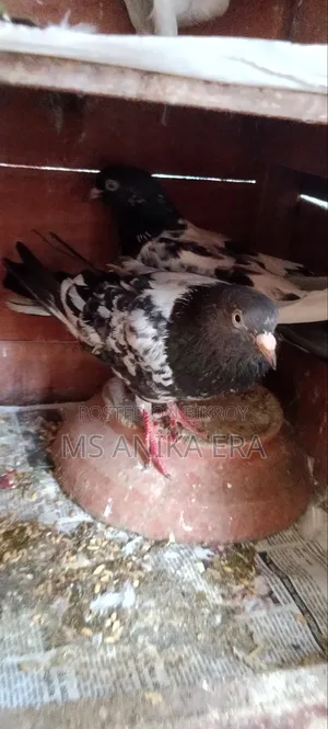 Running Kamagar Pigeon Pair (Egg-Chick Guarantee)