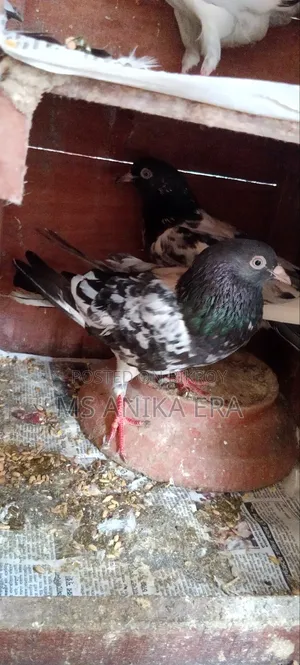 রানিং কামাগার কবুতর জোড়া (ডিম-বাচ্চা গ্যারান্টি )