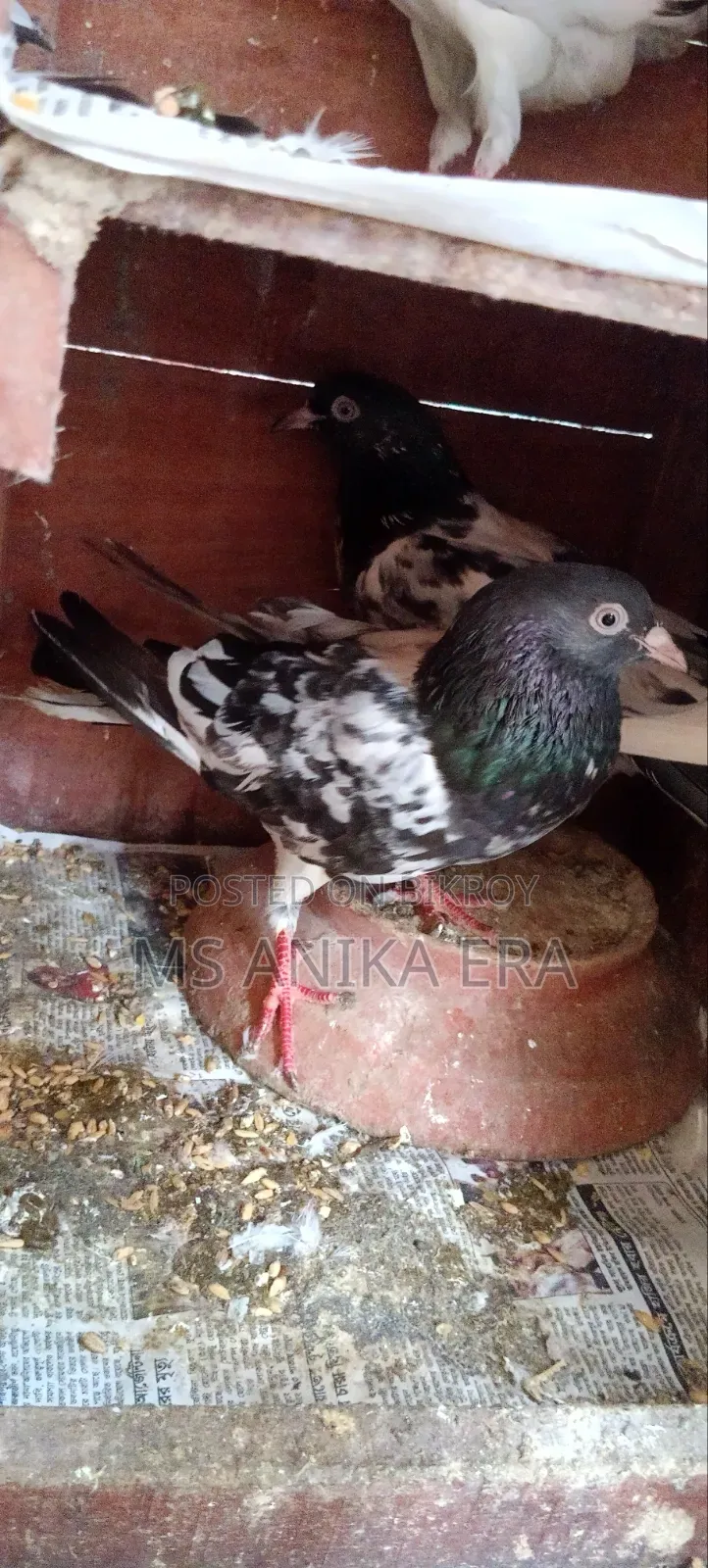 রানিং কামাগার কবুতর জোড়া (ডিম-বাচ্চা গ্যারান্টি )