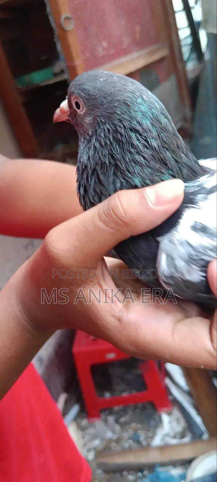 রানিং কামাগার কবুতর জোড়া (ডিম-বাচ্চা গ্যারান্টি )