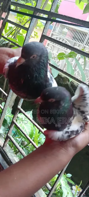 Running Kamagar Pigeon Pair (Egg-Chick Guarantee)