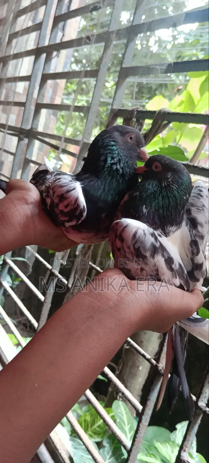রানিং কামাগার কবুতর জোড়া (ডিম-বাচ্চা গ্যারান্টি )