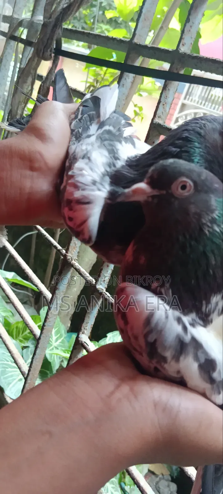 রানিং কামাগার কবুতর জোড়া (ডিম-বাচ্চা গ্যারান্টি )