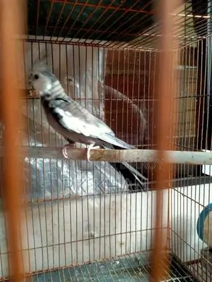 হোয়াইট ফেস মেল ককাটেল