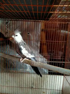 হোয়াইট ফেস মেল ককাটেল
