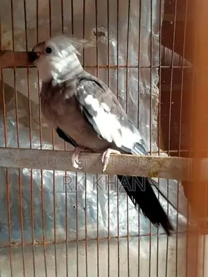 হোয়াইট ফেস মেল ককাটেল