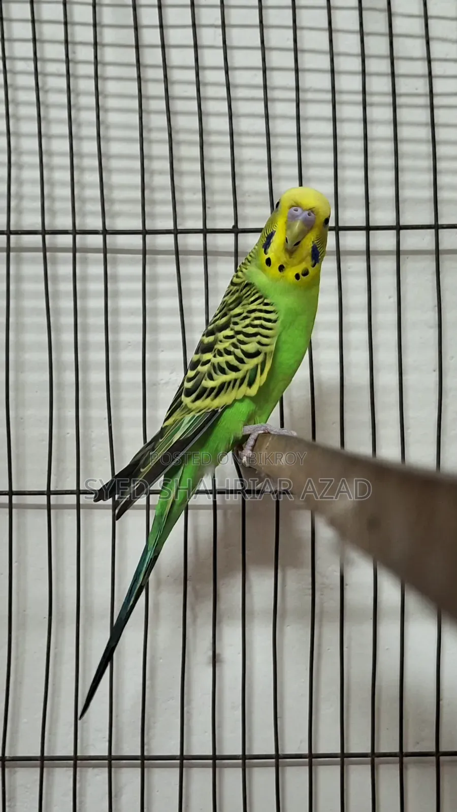 Green Classic Male