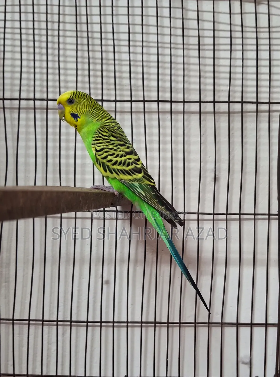 Green Classic Male