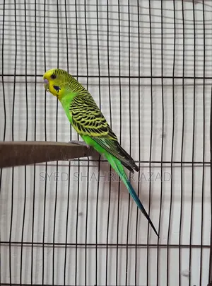 Green Classic Male