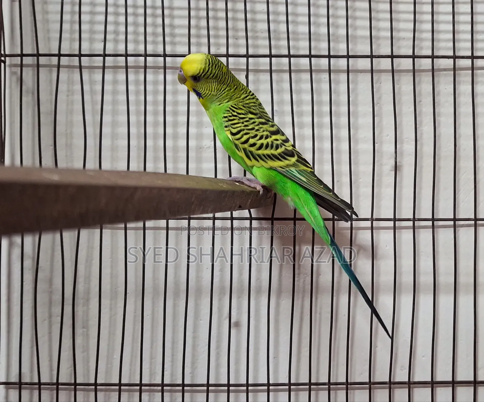 Green Classic Male
