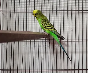 Green Classic Male