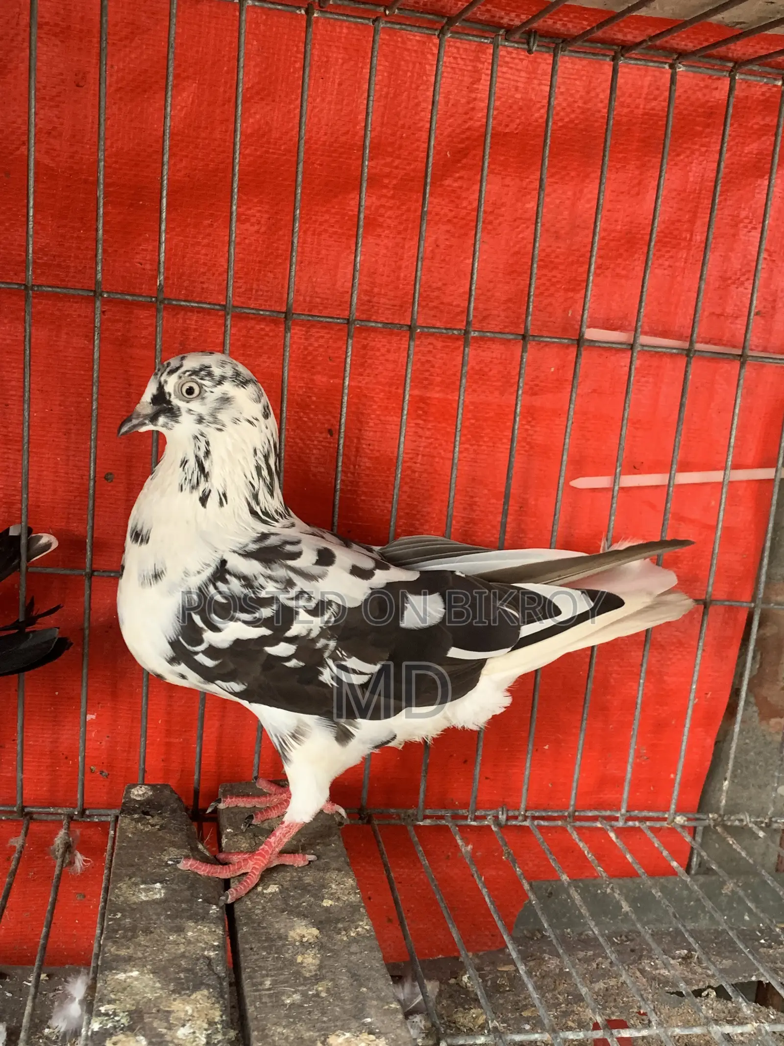 Good Giribaj Female Pigeon