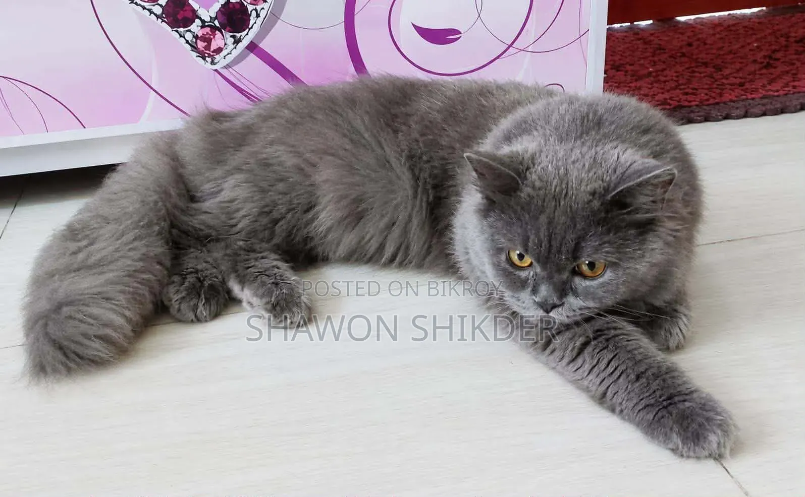 6-12 Months Male Purebred Persian