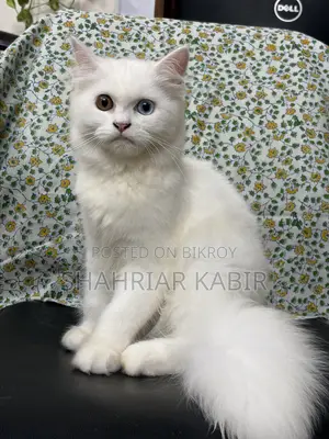 1-3 Months Male Purebred Persian