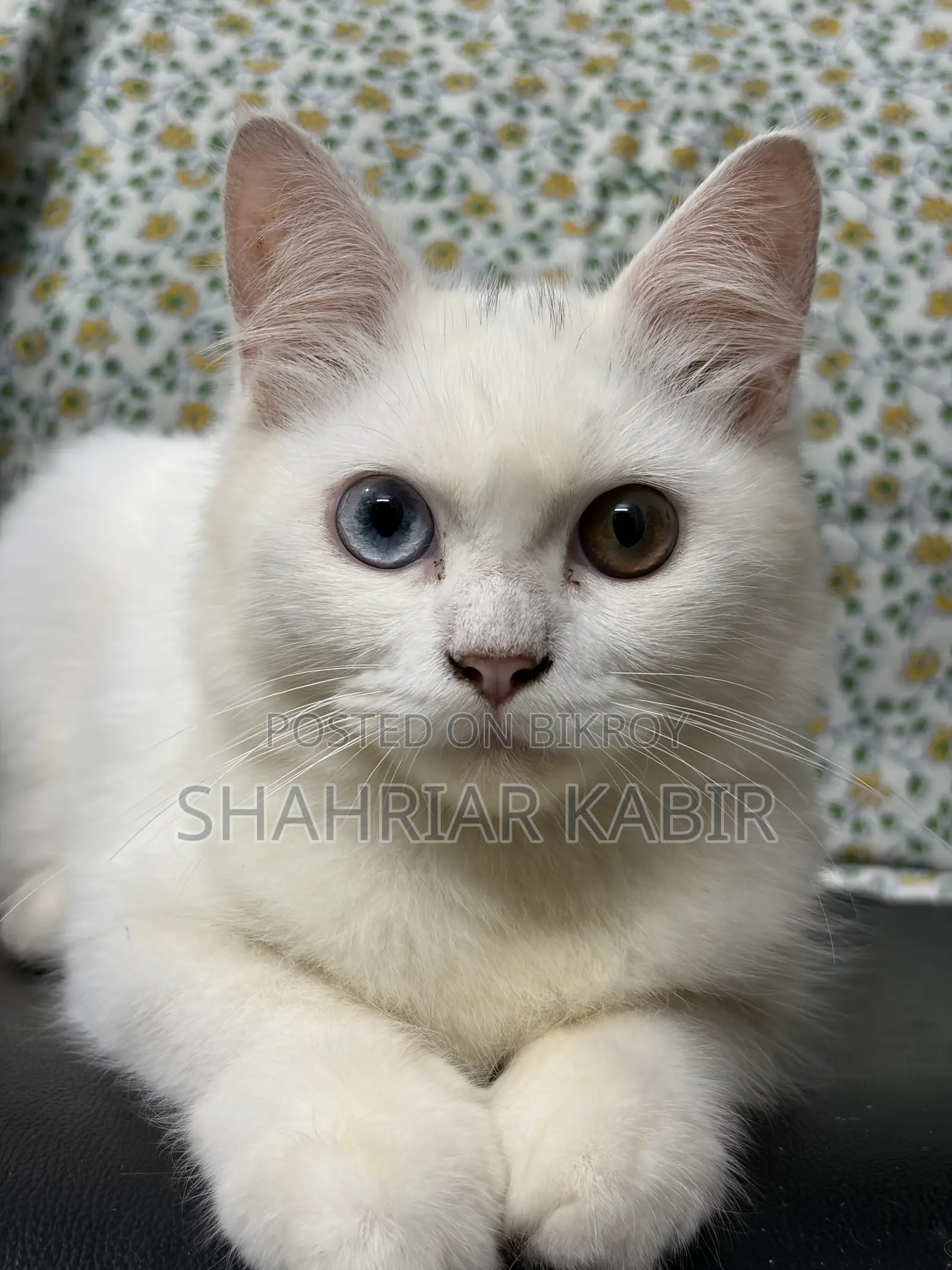 1-3 Months Male Purebred Persian