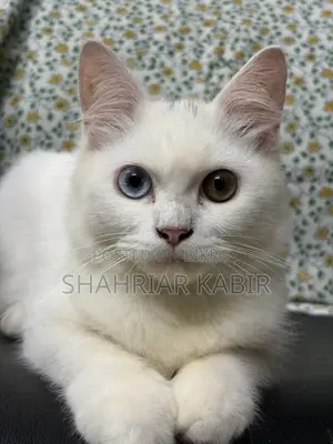 1-3 Months Male Purebred Persian