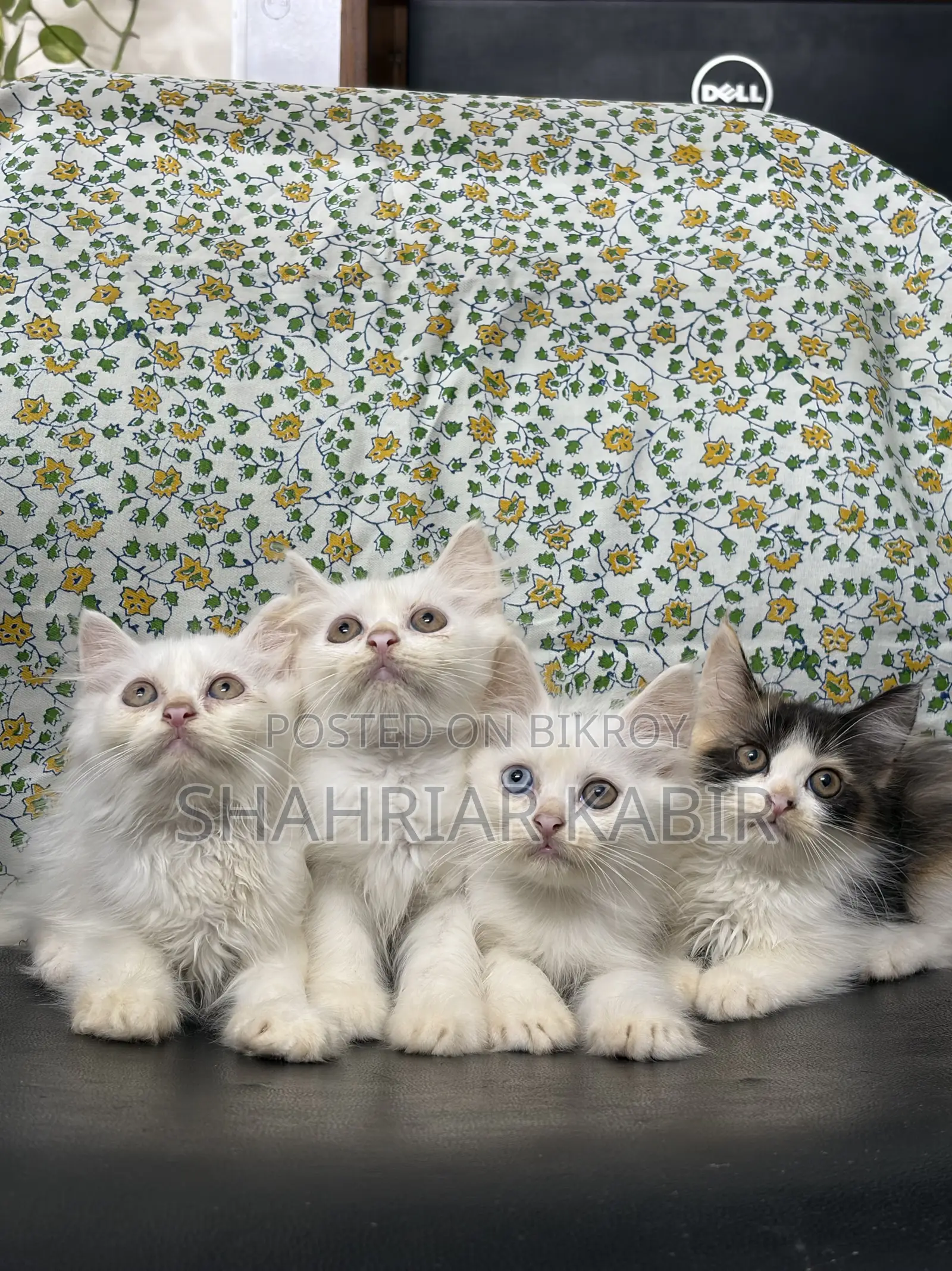 1-3 Months Male Purebred Persian