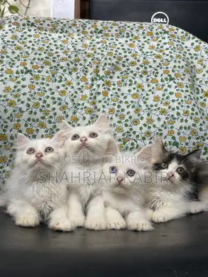 1-3 Months Male Purebred Persian