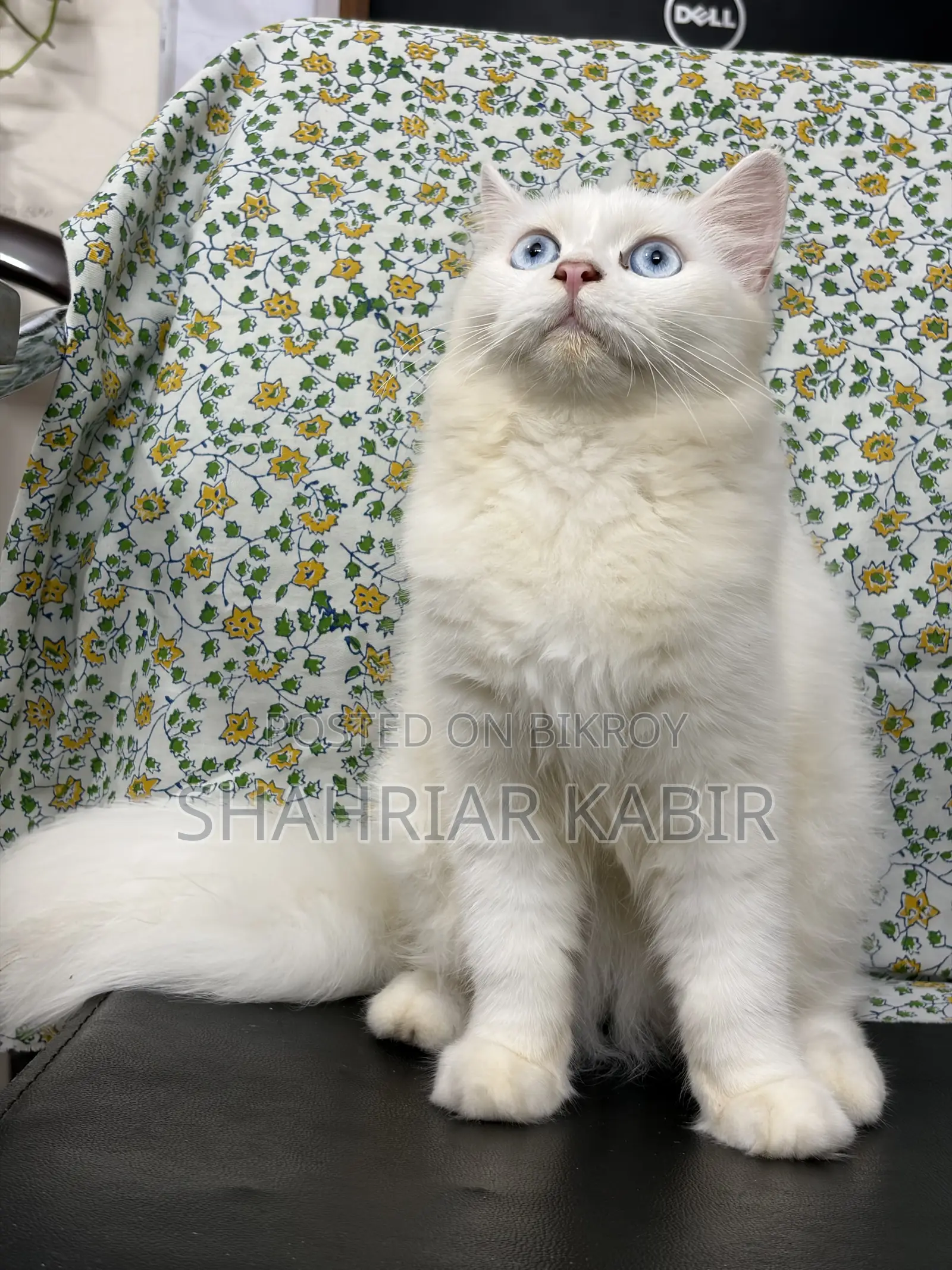 1-3 Months Male Purebred Persian