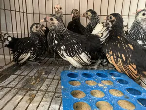 Sebright Chicken Chicks for Sale