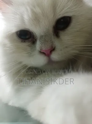 1-3 Months Female Purebred Persian