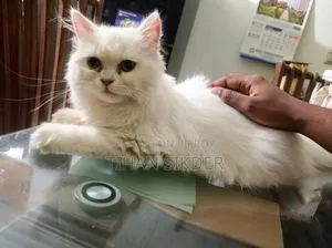 1-3 Months Female Purebred Persian