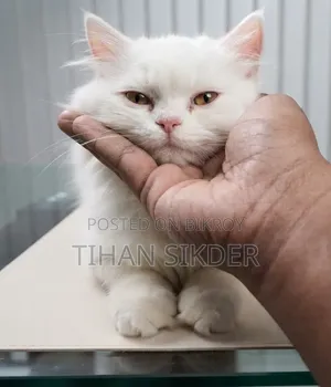 1-3 Months Female Purebred Persian