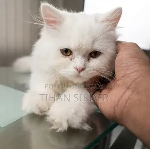 1-3 Months Female Purebred Persian