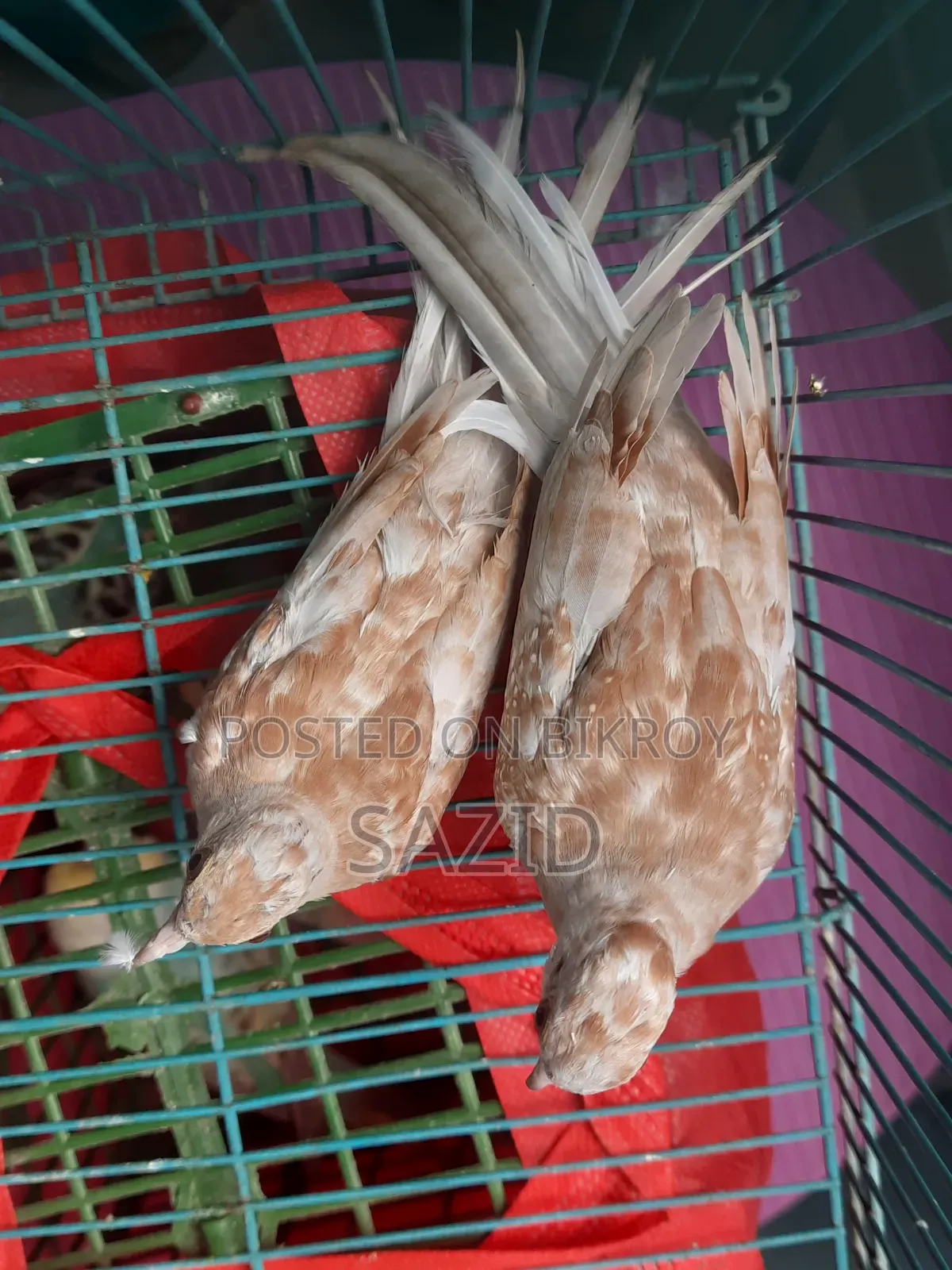 রেড ডায়মন্ড ডাভ