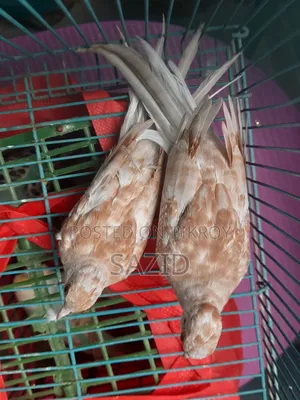 রেড ডায়মন্ড ডাভ