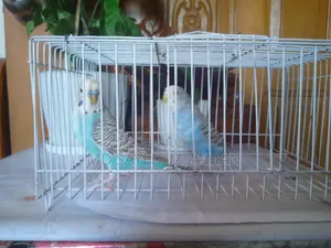 Budgerigar Breeding Pair