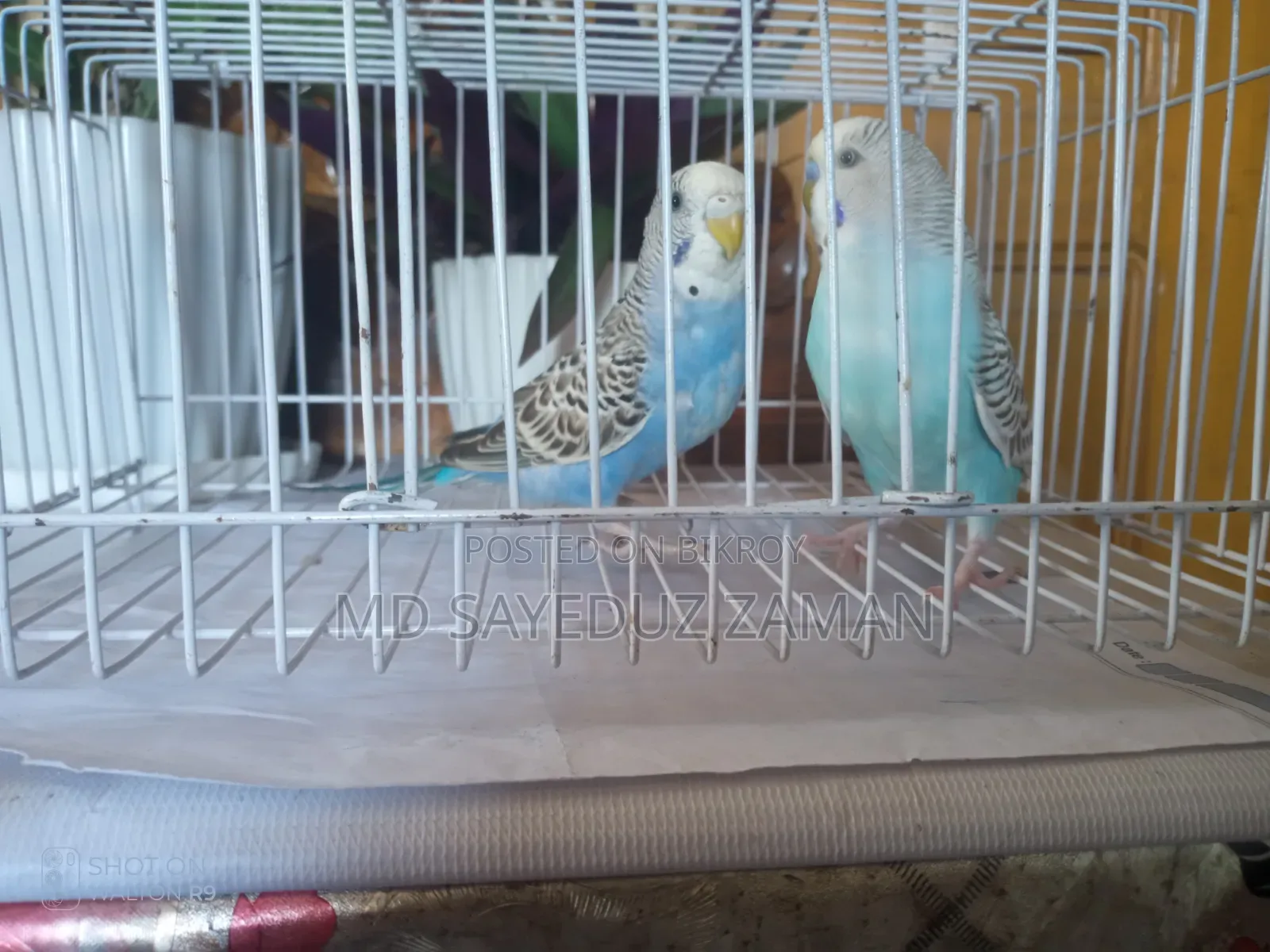 Budgerigar Breeding Pair