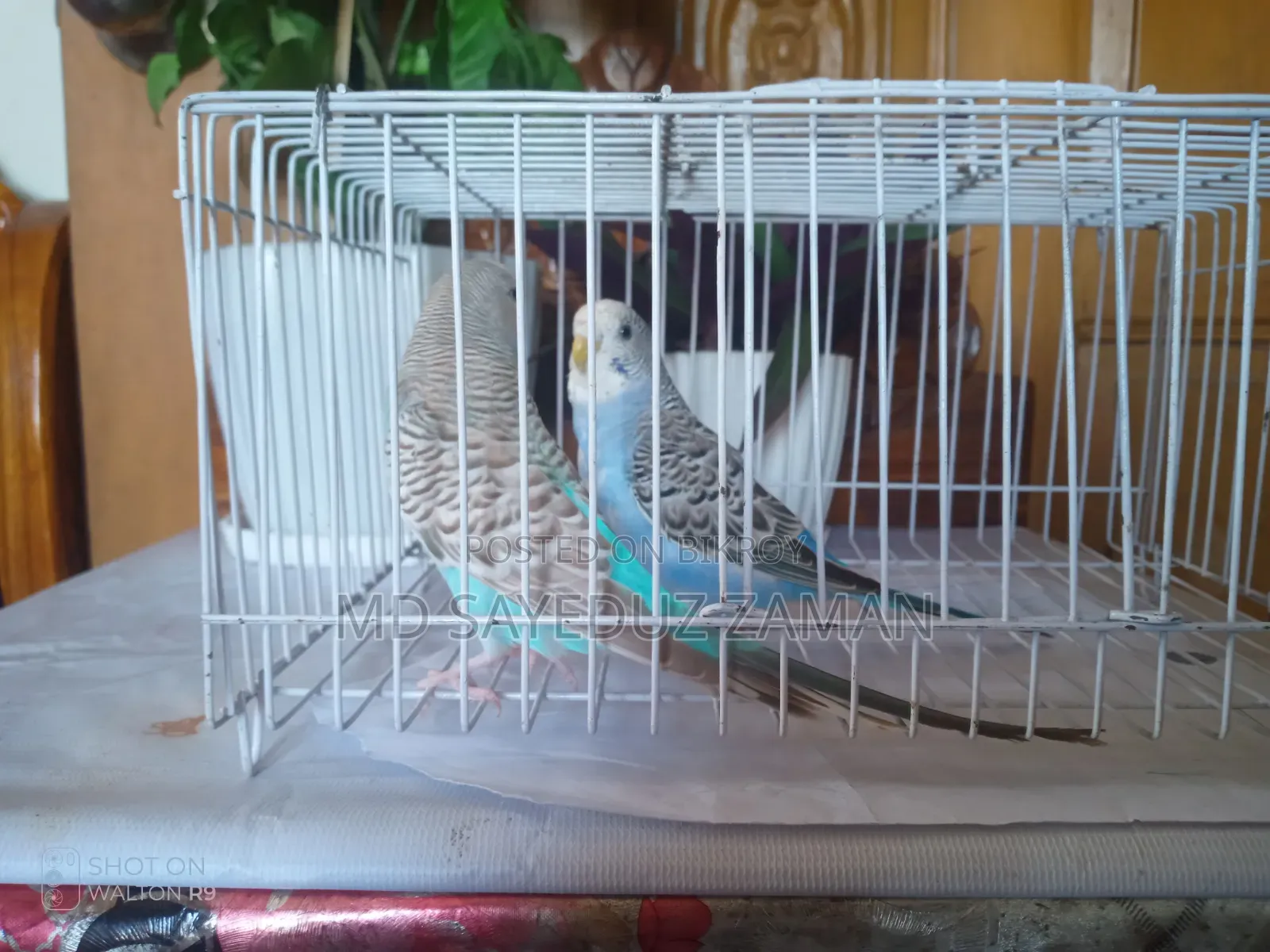 Budgerigar Breeding Pair