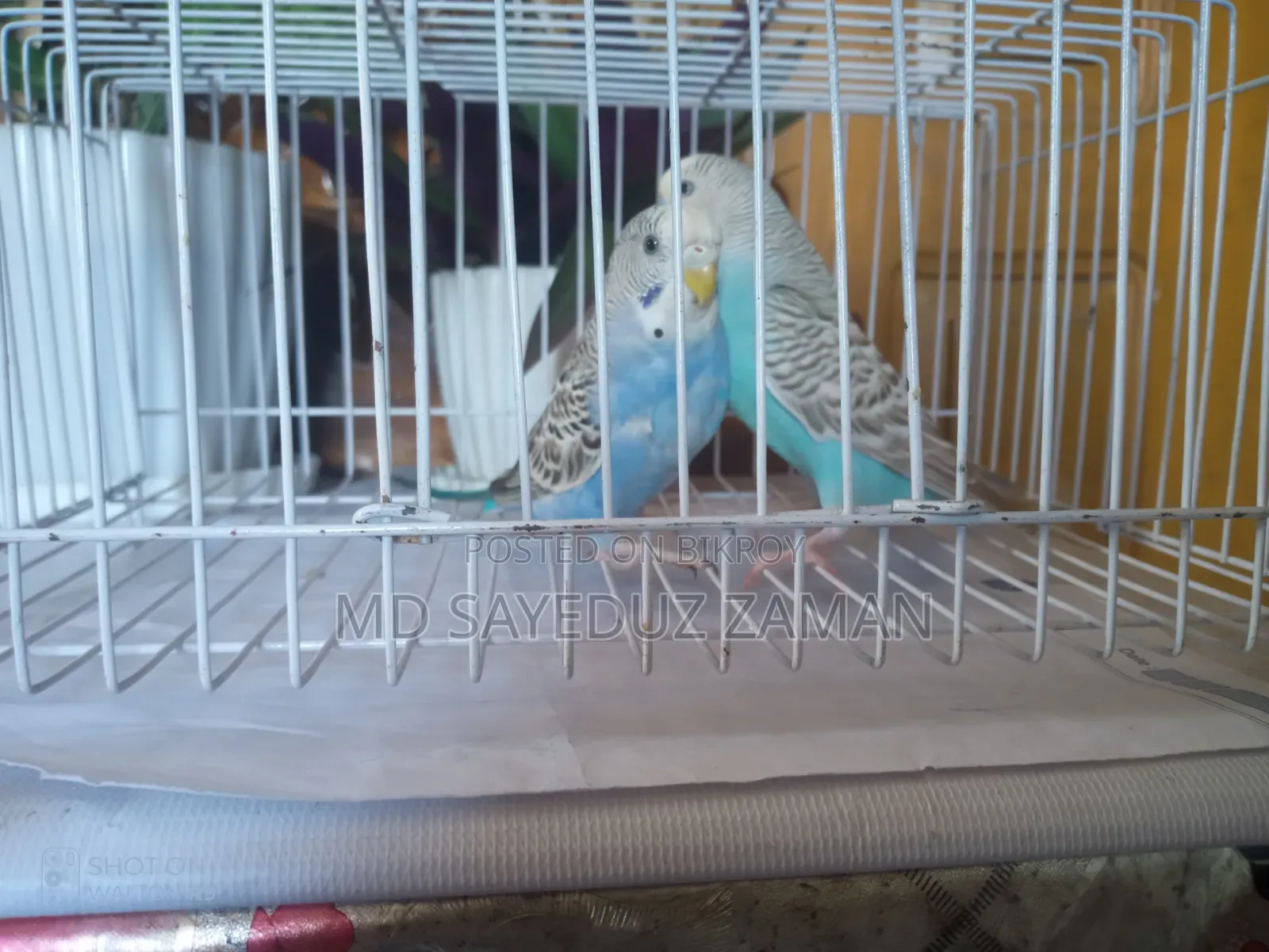 Budgerigar Breeding Pair