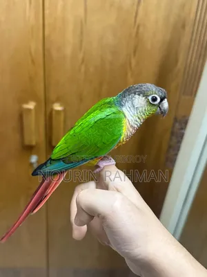 টেম গ্রিন চিক কনুর