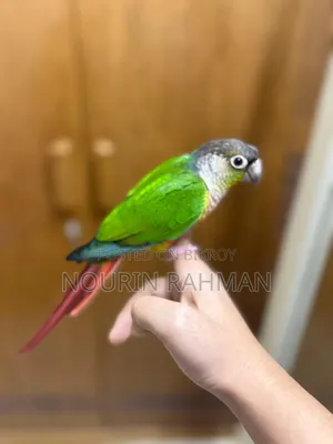 টেম গ্রিন চিক কনুর