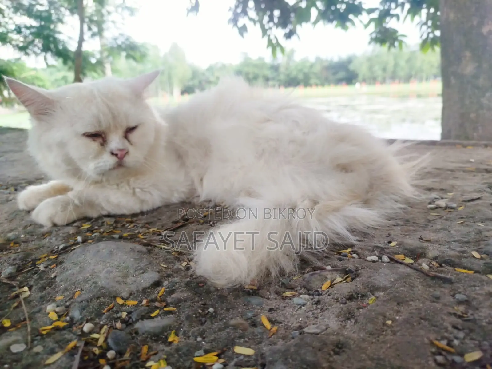 6-12 Months Male Purebred Persian