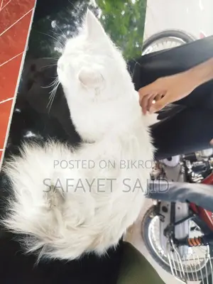 6-12 Months Male Purebred Persian