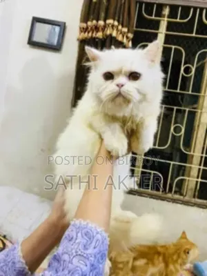 3-6 Months Female Purebred Persian