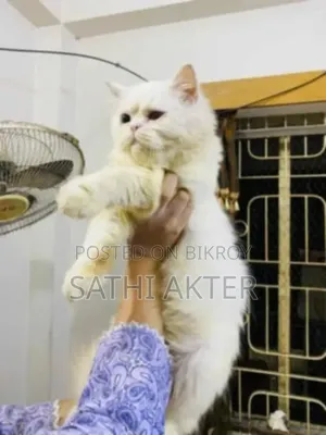 3-6 Months Female Purebred Persian