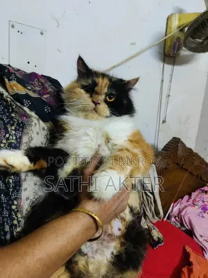 3-6 Months Female Purebred Persian