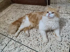 3-6 Months Female Purebred Persian