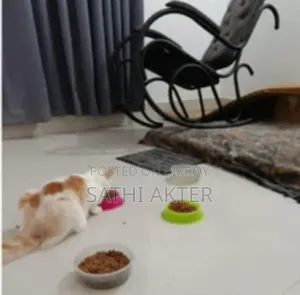 6-12 Months Female Mixed Breed Persian