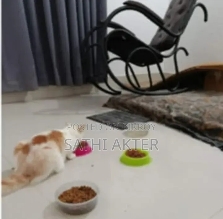 6-12 Months Female Mixed Breed Persian