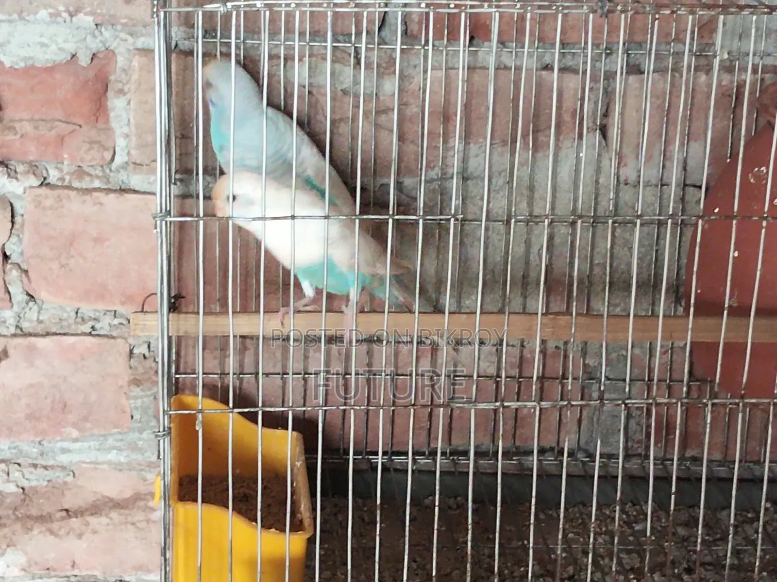Budgerigar Bird