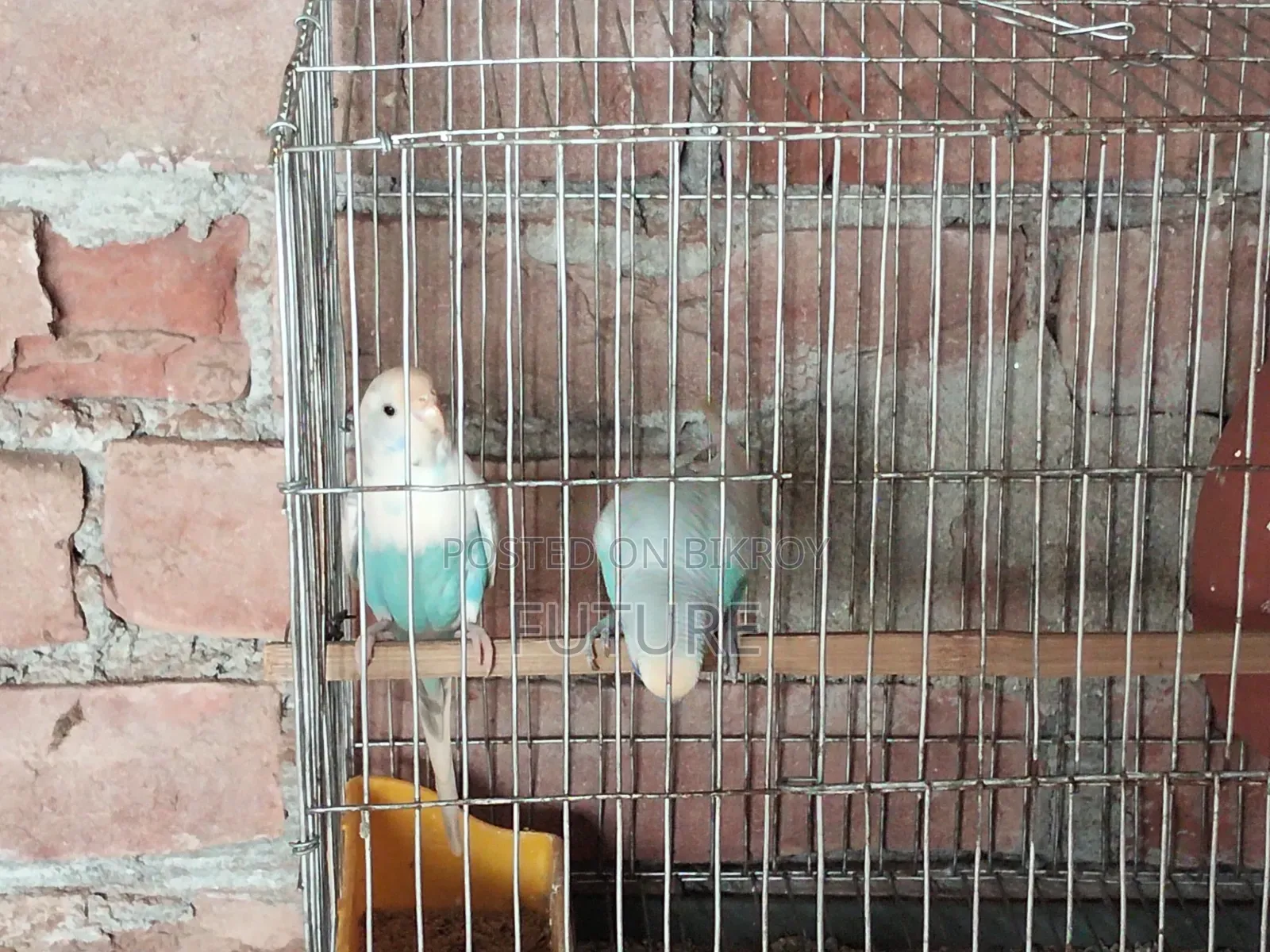 Budgerigar Bird