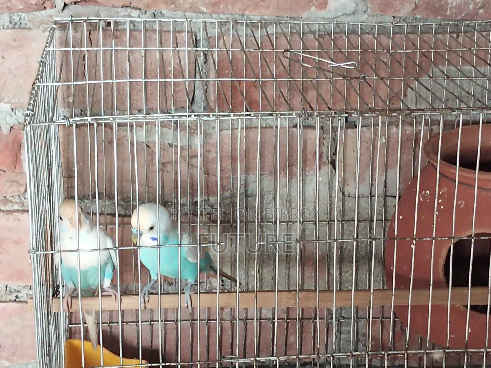 Budgerigar Bird