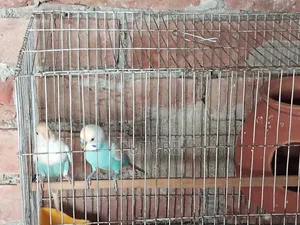 Budgerigar Bird