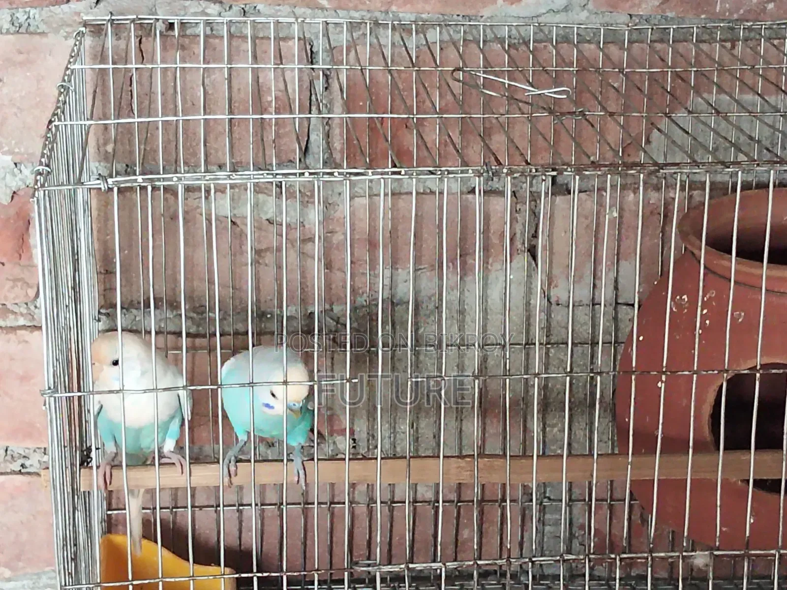 Budgerigar Bird