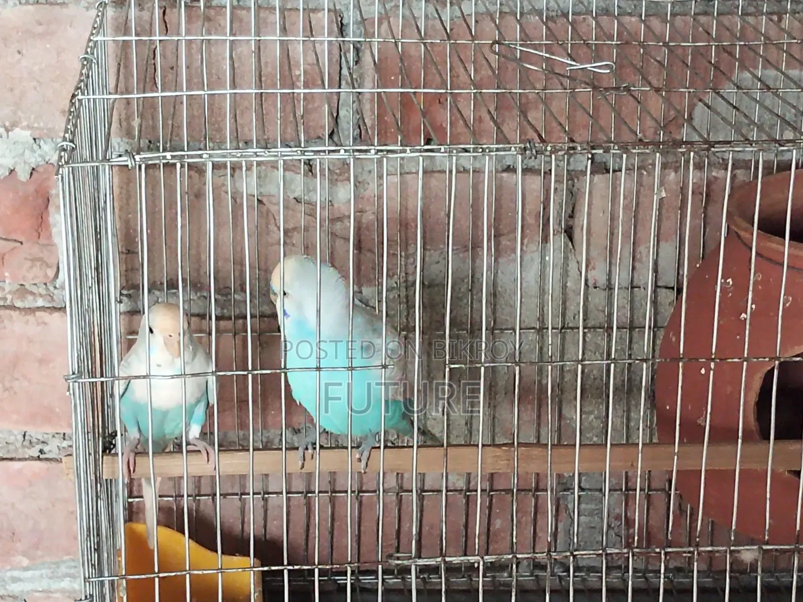 Budgerigar Bird
